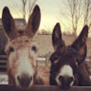 Meet your Posher, Margie